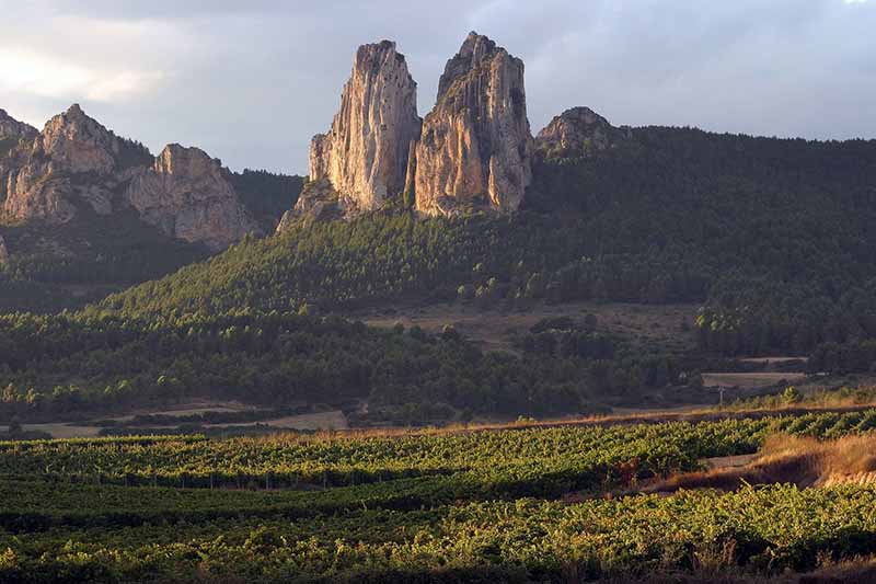 Viñedos-La-Rioja-zonetransfers.com